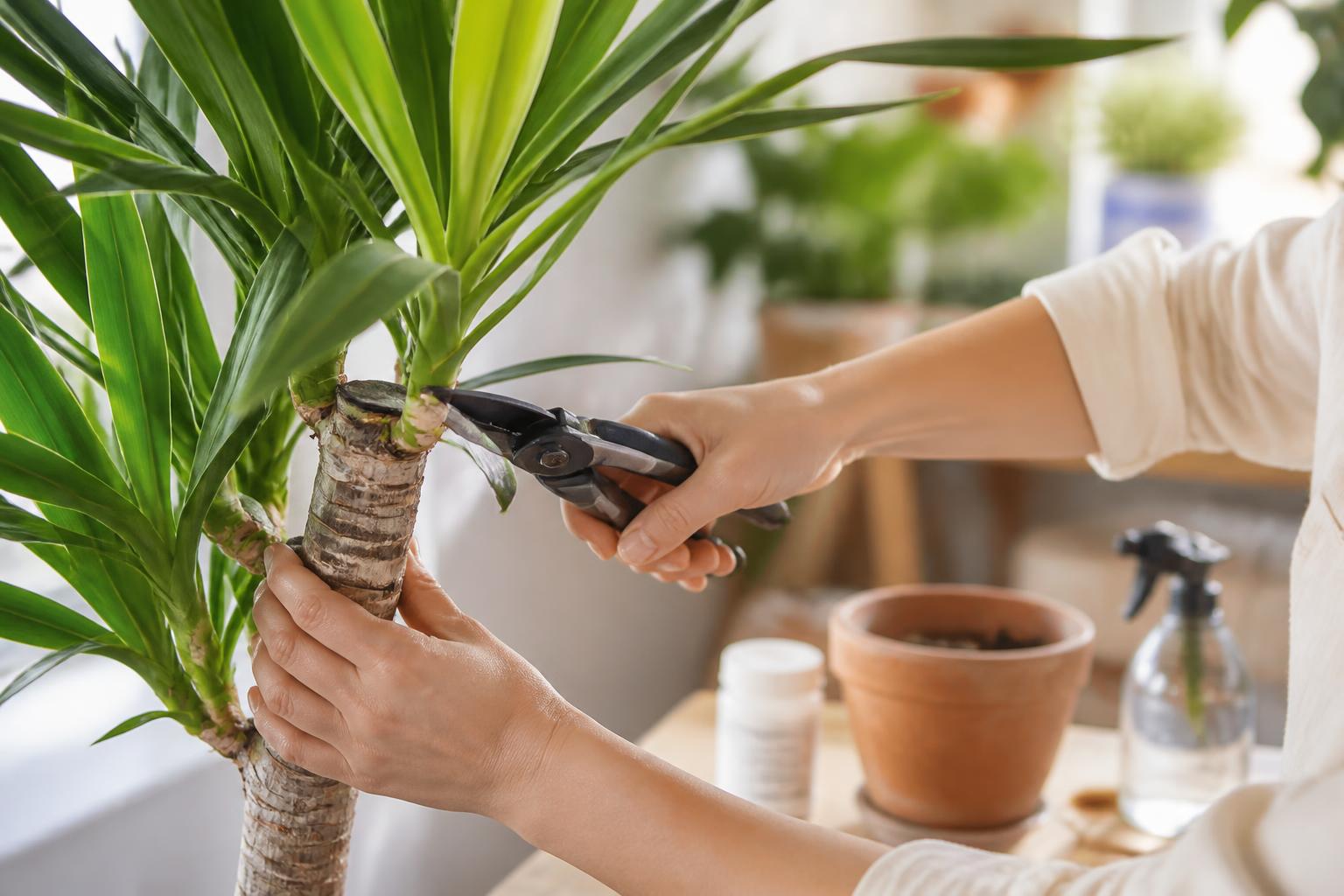 Bouturer un yucca : protocole pas à pas pour réussir la multiplication