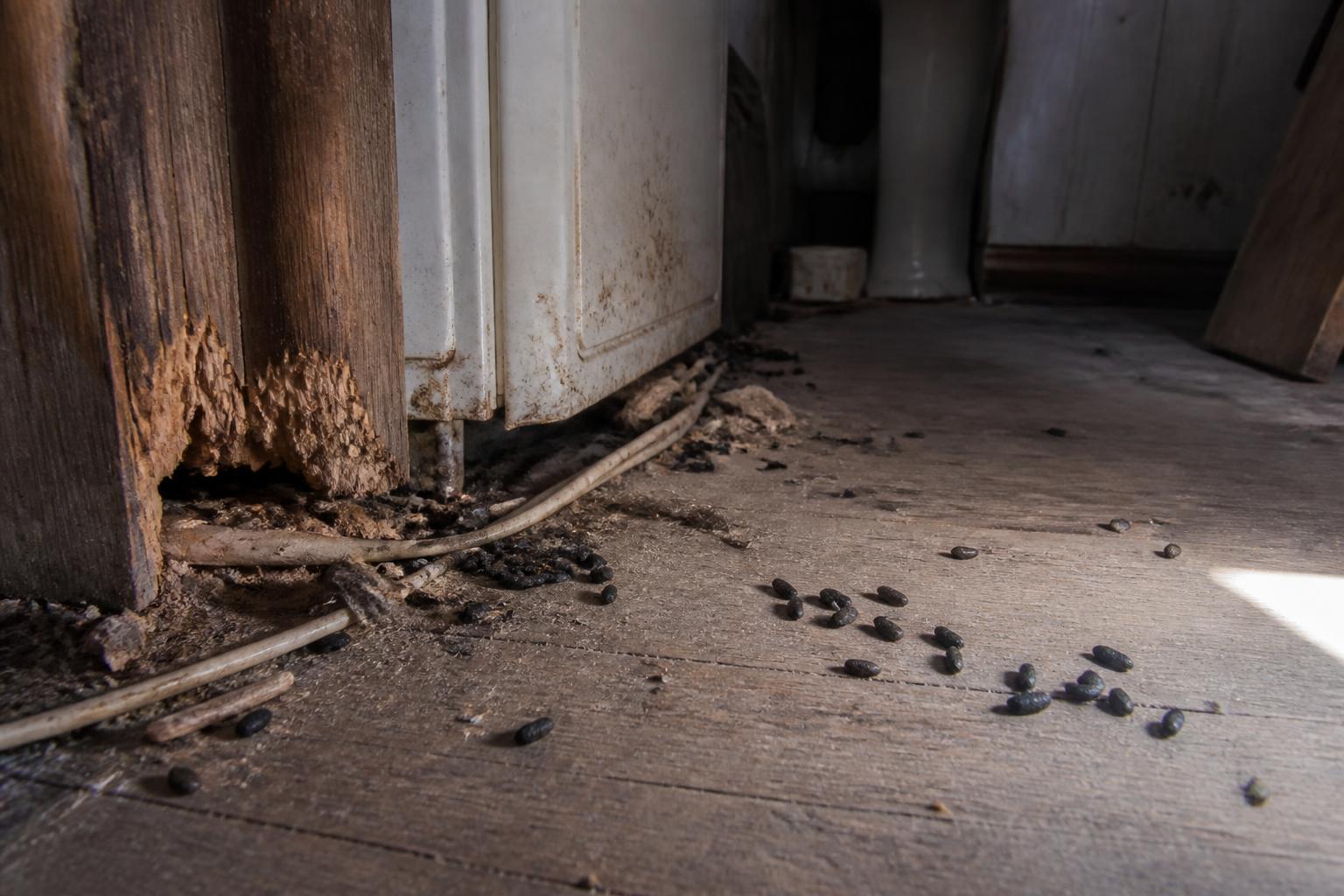 Crottes de Rat Dangereuses dans une Maison : Risques pour la Santé