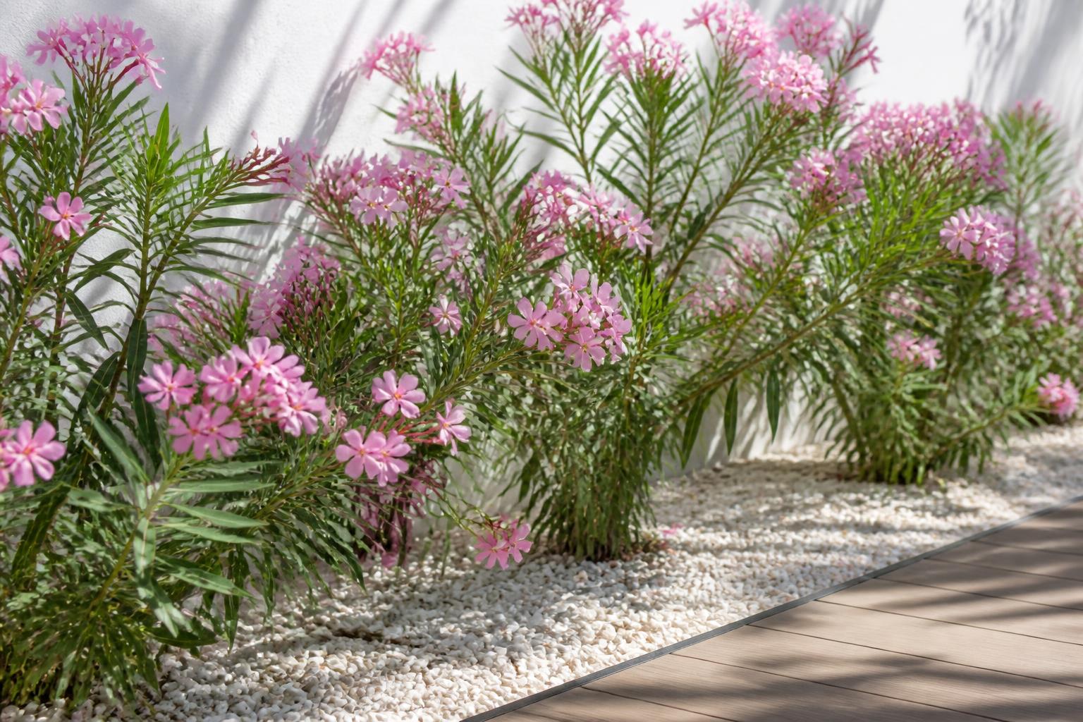 découvrez comment planter, tailler et entretenir votre haie de laurier rose facilement et sans erreur pour un jardin magnifique toute l'année.