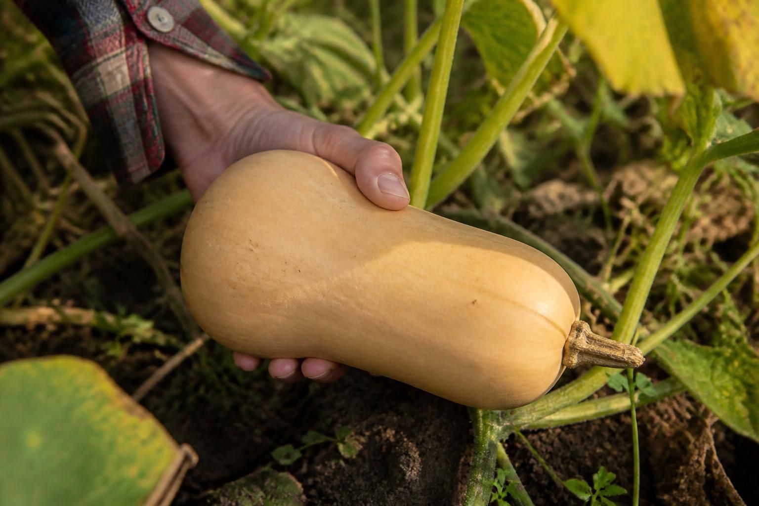 découvrez quand ramasser les courges butternut grâce aux critères de maturité essentiels et apprenez les meilleures méthodes pour les conserver longtemps.